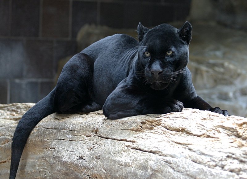 Black Panther - jaguar (Panthera onca); DISPLAY FULL IMAGE.