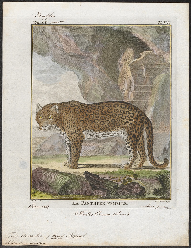 jaguar (Panthera onca); DISPLAY FULL IMAGE.