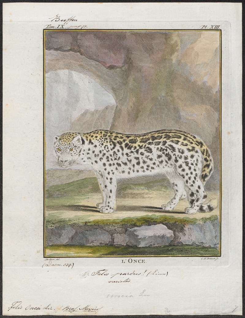 jaguar (Panthera onca); DISPLAY FULL IMAGE.