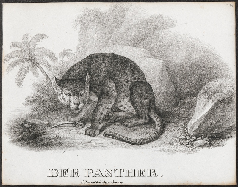 jaguar (Panthera onca); DISPLAY FULL IMAGE.
