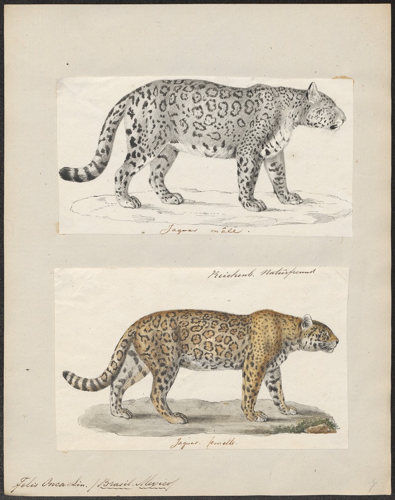 jaguar (Panthera onca); DISPLAY FULL IMAGE.