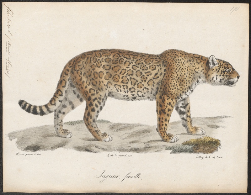 jaguar (Panthera onca); DISPLAY FULL IMAGE.
