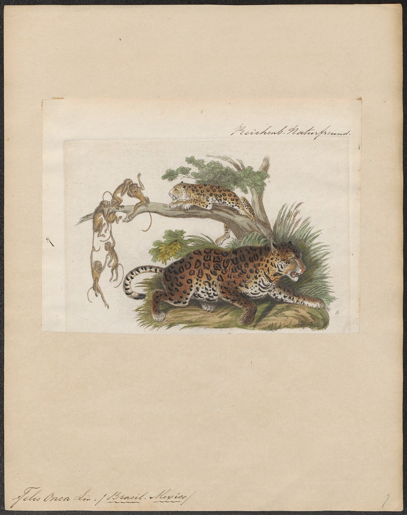 jaguar (Panthera onca); DISPLAY FULL IMAGE.