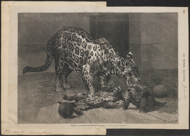 jaguar (Panthera onca); DISPLAY FULL IMAGE.