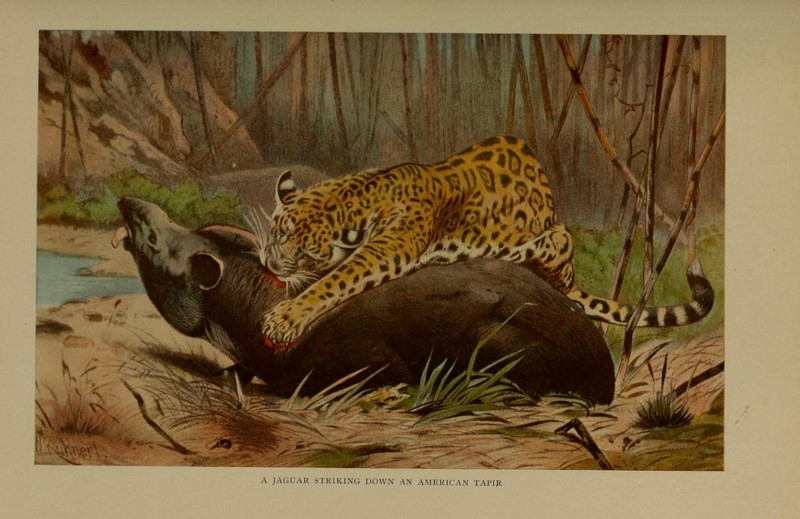 jaguar (Panthera onca); DISPLAY FULL IMAGE.