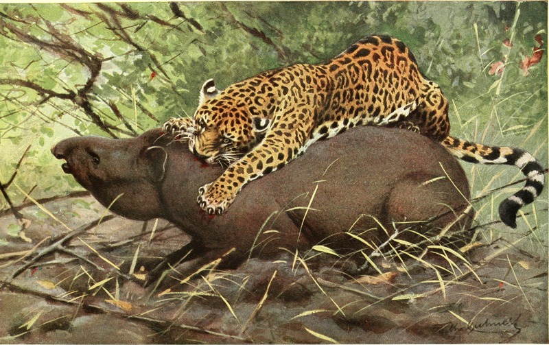 jaguar (Panthera onca); DISPLAY FULL IMAGE.