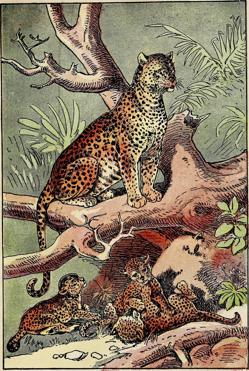 jaguar (Panthera onca); DISPLAY FULL IMAGE.