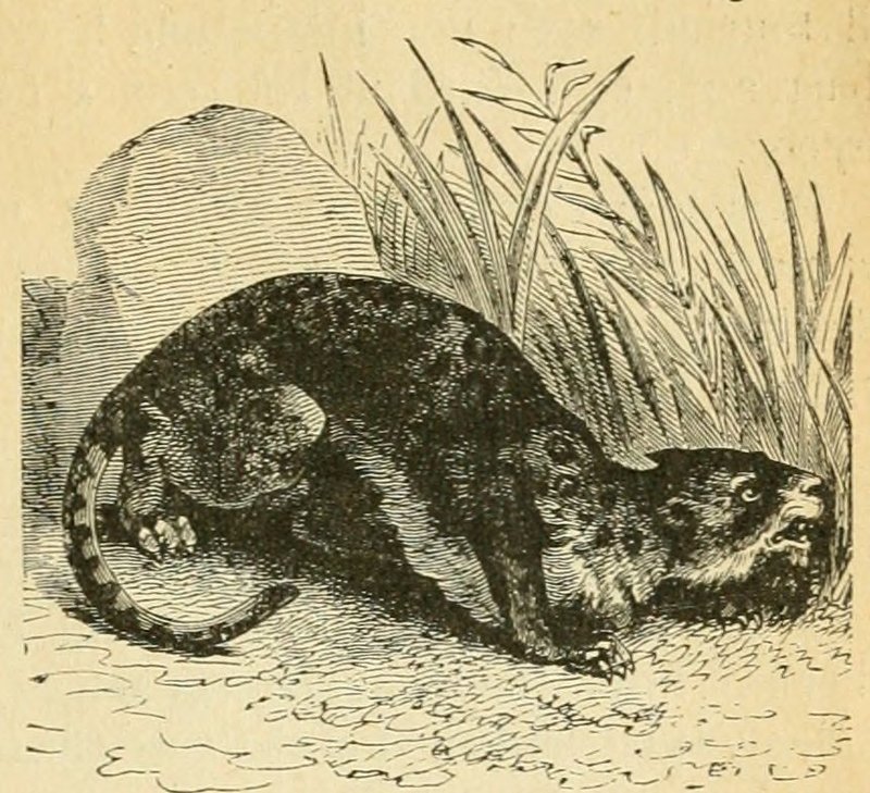 jaguar (Panthera onca); DISPLAY FULL IMAGE.