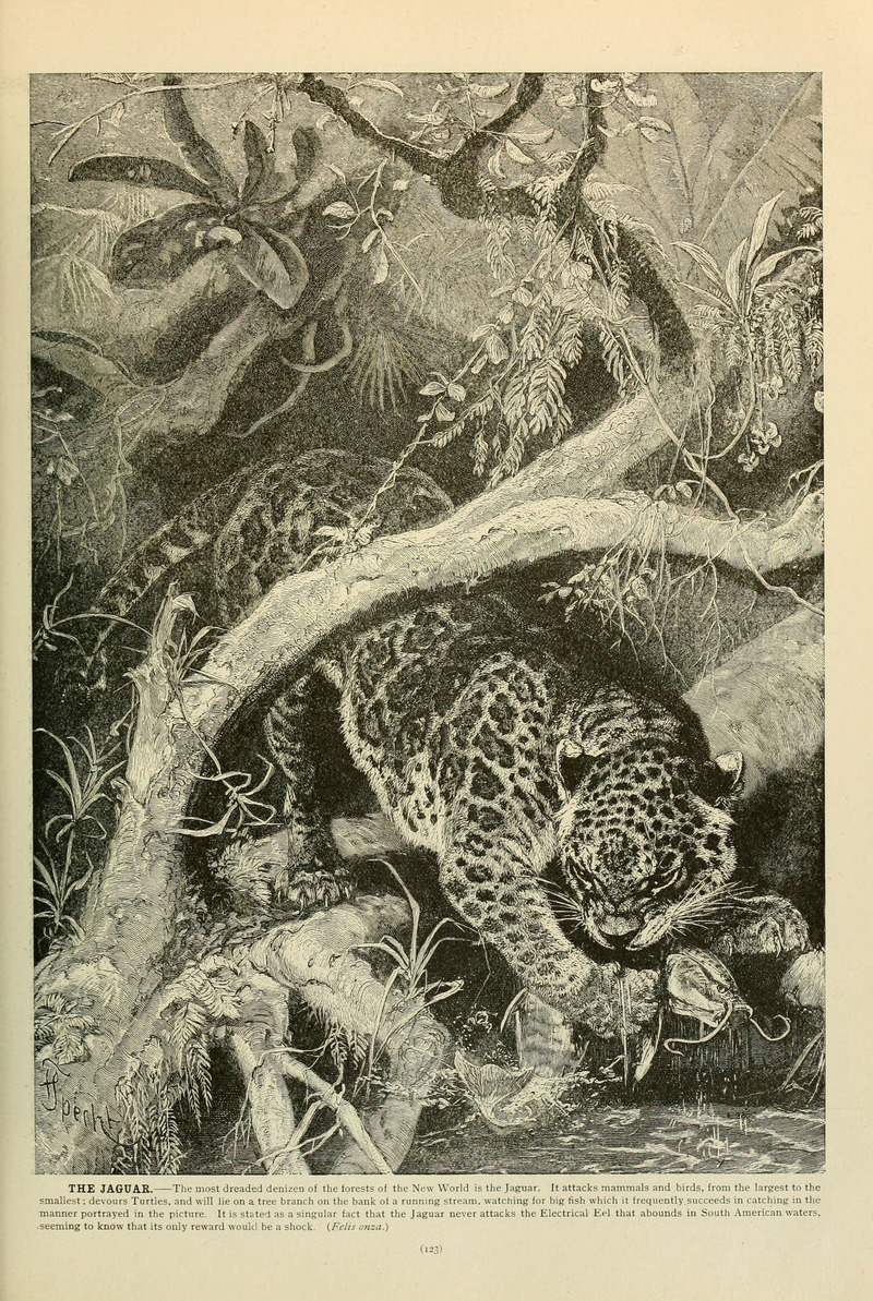 jaguar (Panthera onca); DISPLAY FULL IMAGE.