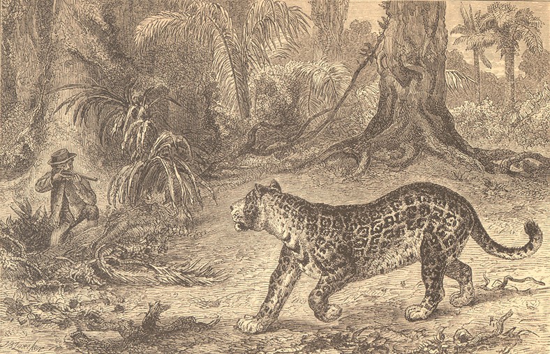 jaguar (Panthera onca); DISPLAY FULL IMAGE.