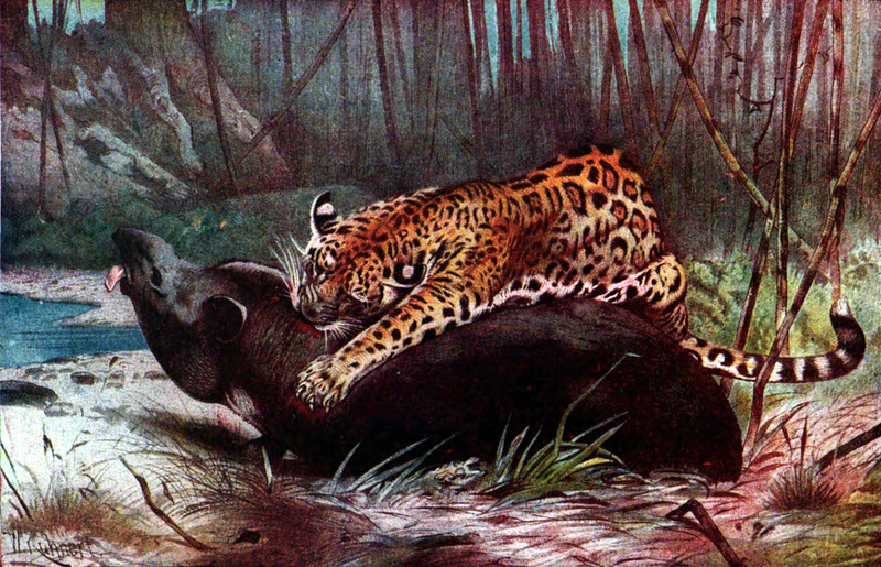 jaguar (Panthera onca); DISPLAY FULL IMAGE.