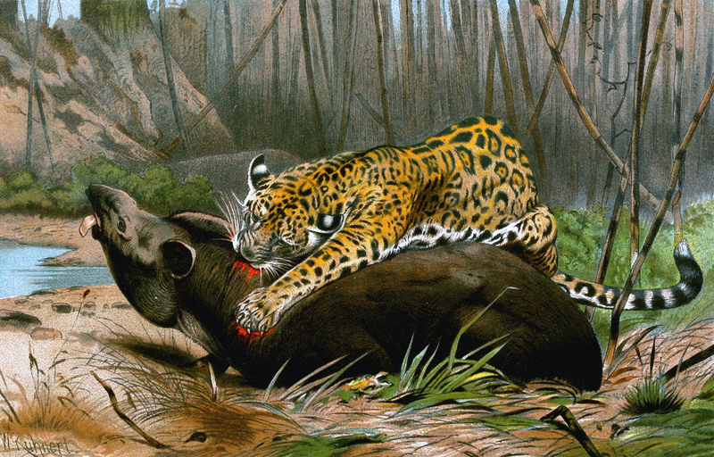 jaguar (Panthera onca); DISPLAY FULL IMAGE.