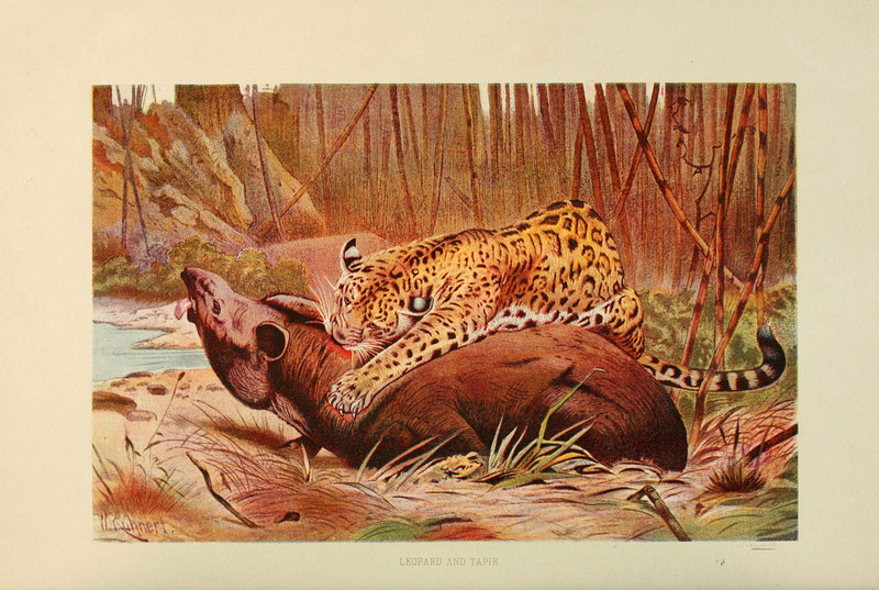 jaguar (Panthera onca); DISPLAY FULL IMAGE.