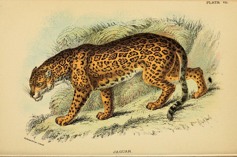 jaguar (Panthera onca); DISPLAY FULL IMAGE.
