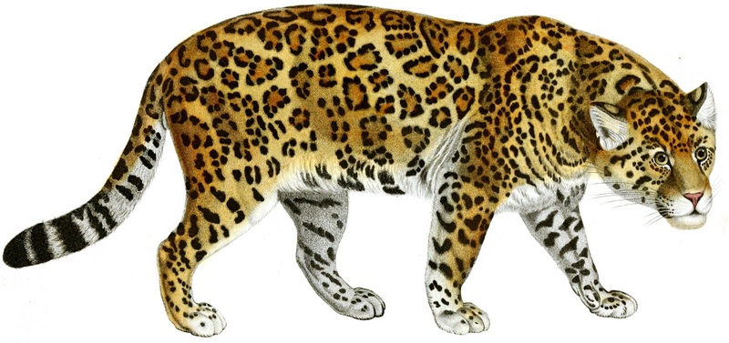 jaguar (Panthera onca); DISPLAY FULL IMAGE.