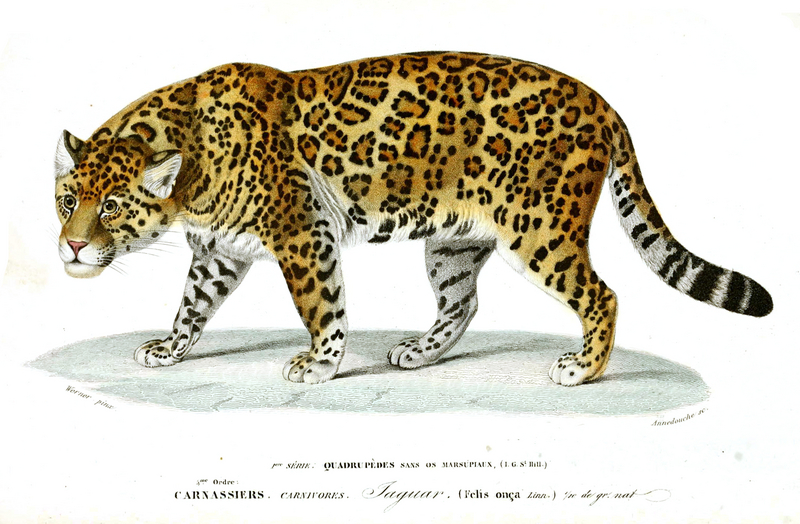 jaguar (Panthera onca); DISPLAY FULL IMAGE.