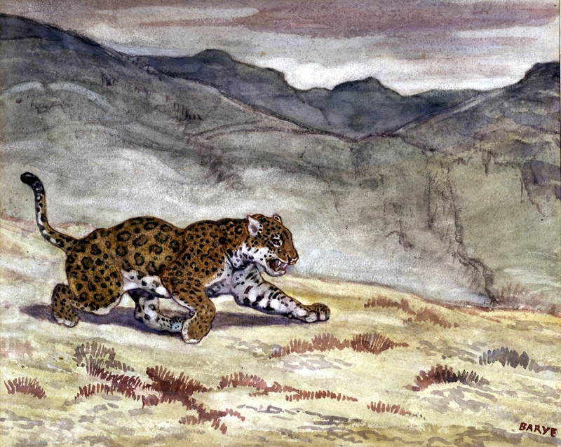 jaguar (Panthera onca); DISPLAY FULL IMAGE.
