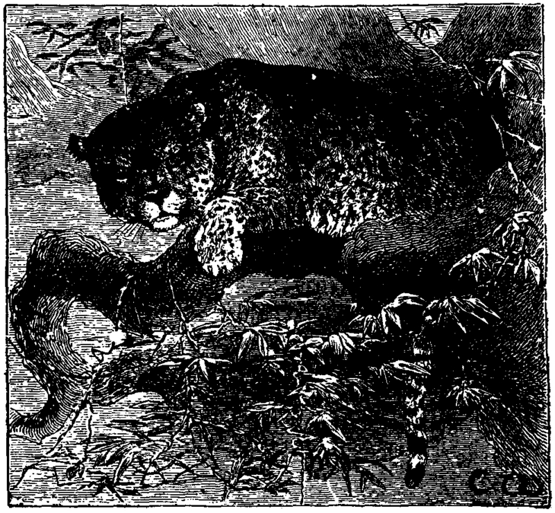 jaguar (Panthera onca); DISPLAY FULL IMAGE.