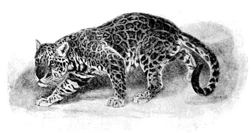 jaguar (Panthera onca); DISPLAY FULL IMAGE.