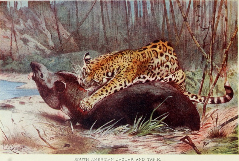 jaguar (Panthera onca); DISPLAY FULL IMAGE.