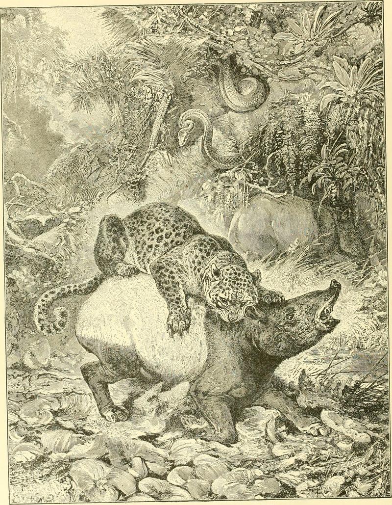 jaguar (Panthera onca), South American tapir (Tapirus terrestris); DISPLAY FULL IMAGE.