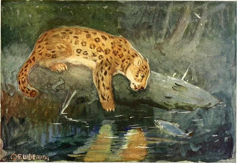 jaguar (Panthera onca); DISPLAY FULL IMAGE.