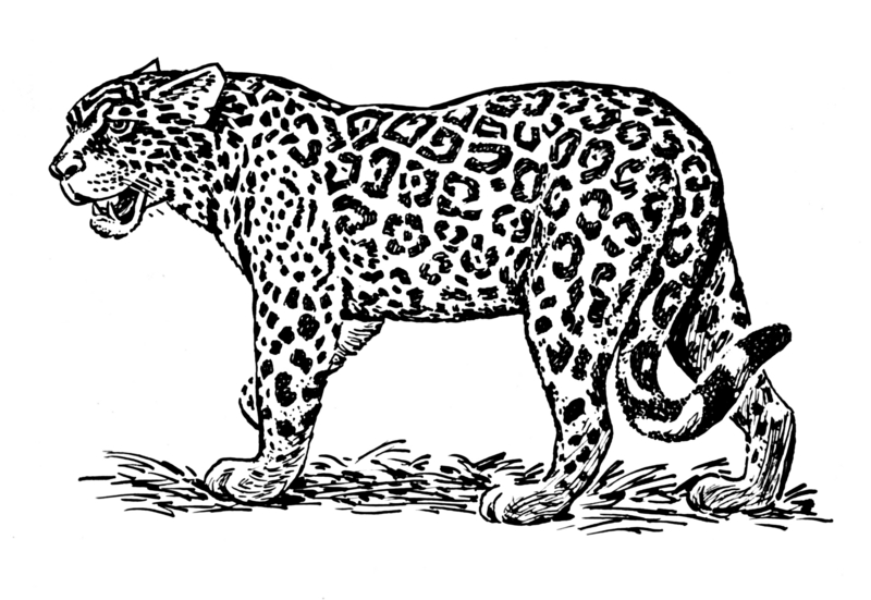jaguar (Panthera onca); DISPLAY FULL IMAGE.