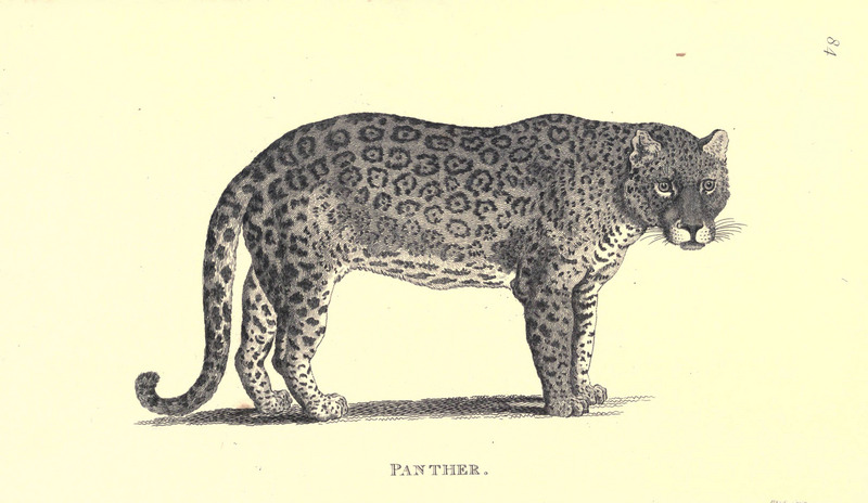 jaguar (Panthera onca); DISPLAY FULL IMAGE.