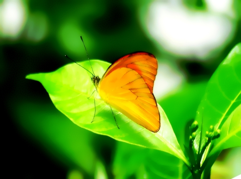 orange albatross (Appias nero); DISPLAY FULL IMAGE.