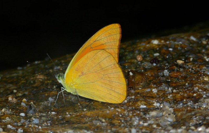 orange albatross (Appias nero); DISPLAY FULL IMAGE.