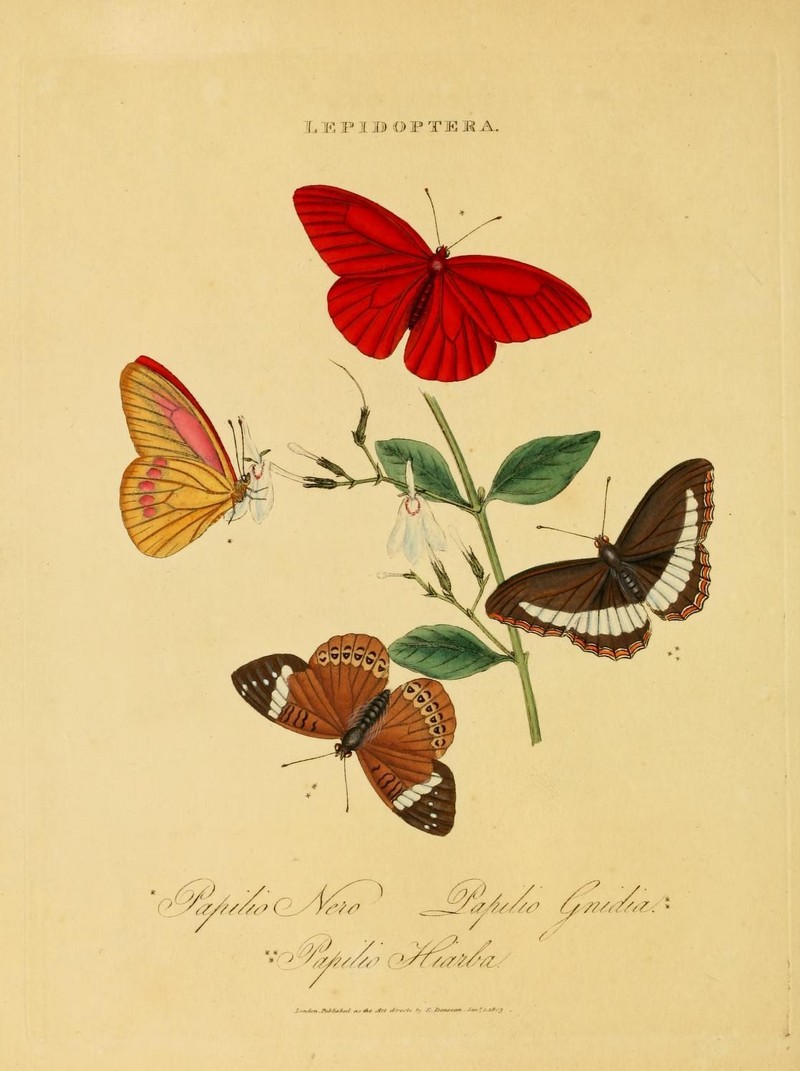 orange albatross (Appias nero), Veronica nymph (Euriphene veronica), pied piper (Eurytela hiarbas); DISPLAY FULL IMAGE.
