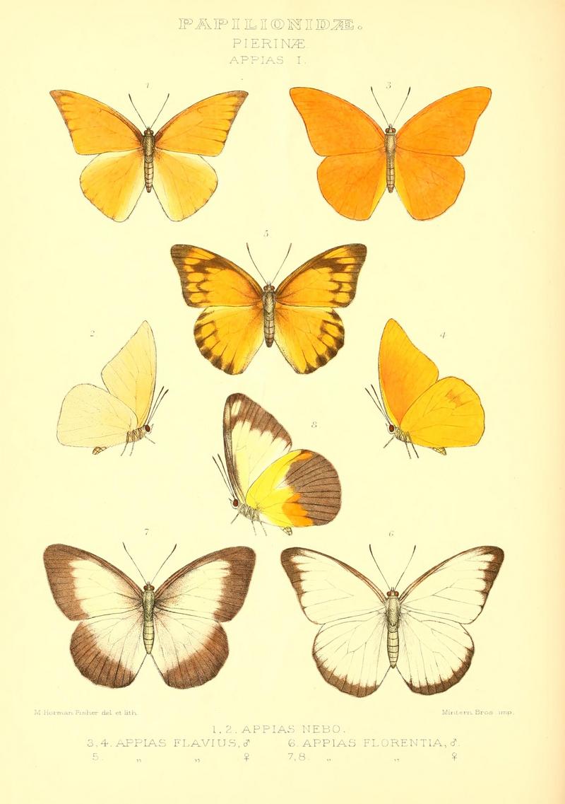 orange albatross (Appias nero), rare albatross (Appias ada); DISPLAY FULL IMAGE.