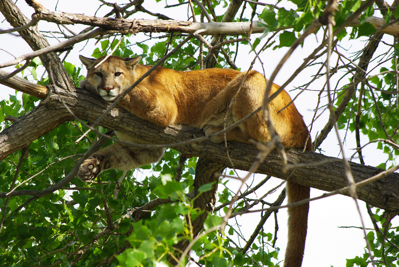 cougar, mountain lion (Puma concolor); DISPLAY FULL IMAGE.