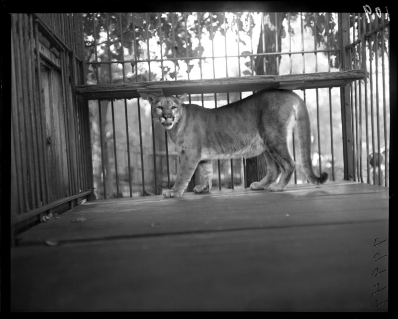 cougar (Puma concolor); DISPLAY FULL IMAGE.