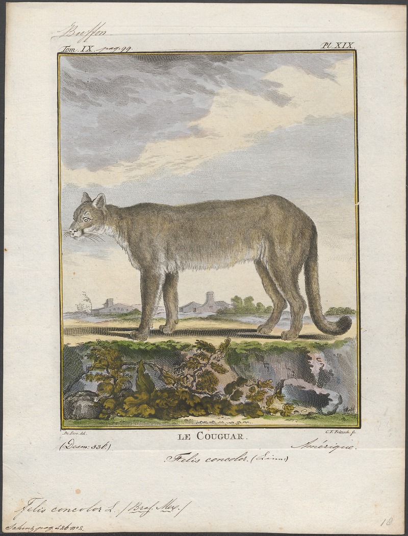 cougar (Puma concolor); DISPLAY FULL IMAGE.