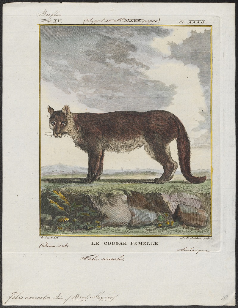 cougar (Puma concolor); DISPLAY FULL IMAGE.