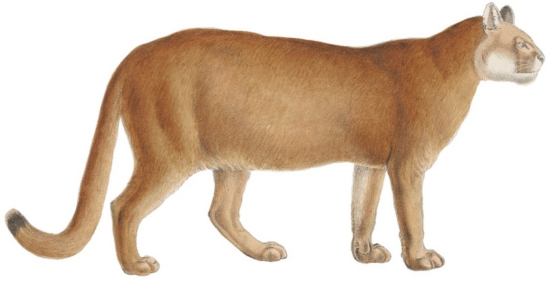 cougar (Puma concolor); DISPLAY FULL IMAGE.