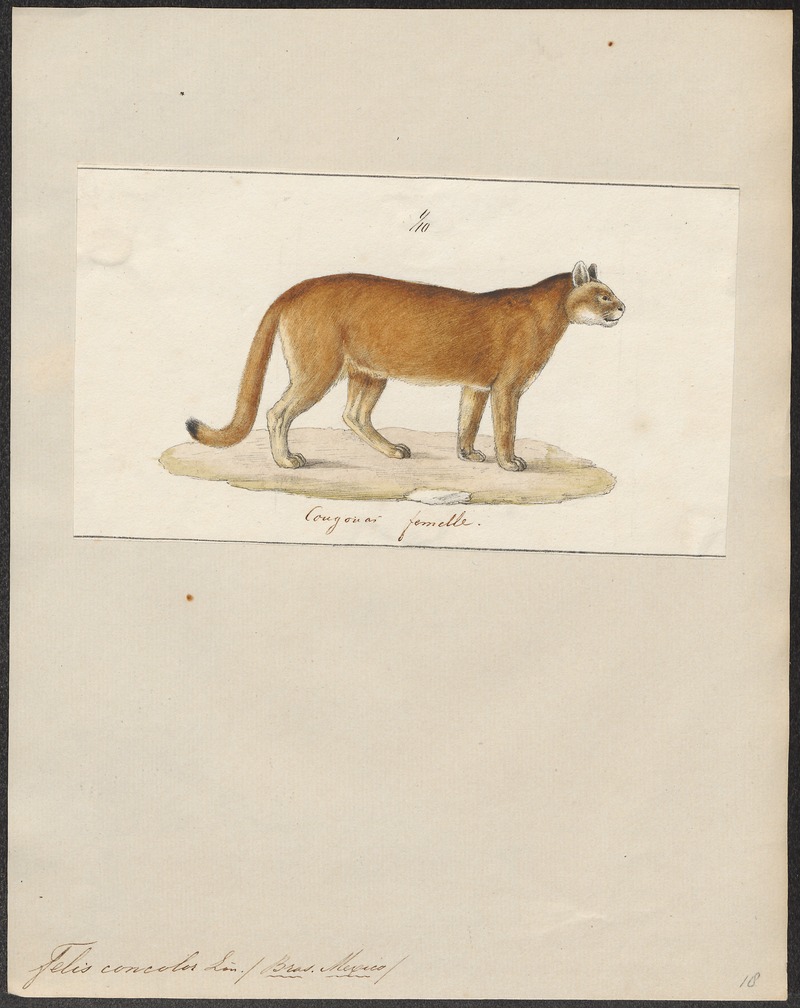 cougar (Puma concolor); DISPLAY FULL IMAGE.