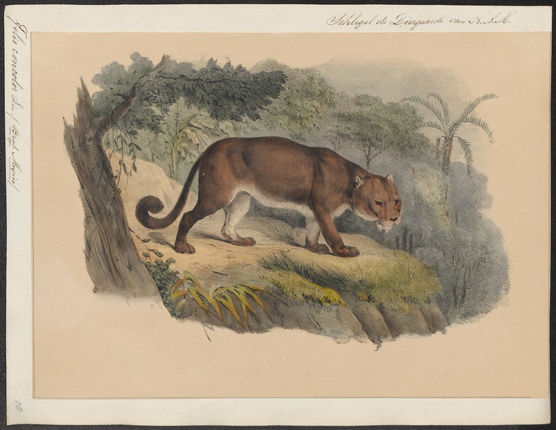 cougar (Puma concolor); DISPLAY FULL IMAGE.
