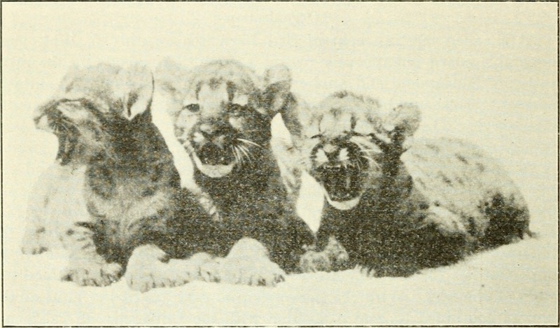 cougar (Puma concolor); DISPLAY FULL IMAGE.