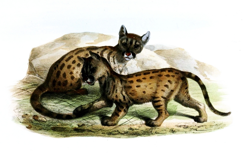 cougar (Puma concolor); DISPLAY FULL IMAGE.