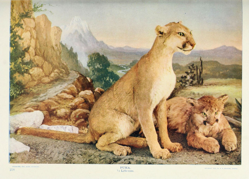 cougar (Puma concolor); DISPLAY FULL IMAGE.