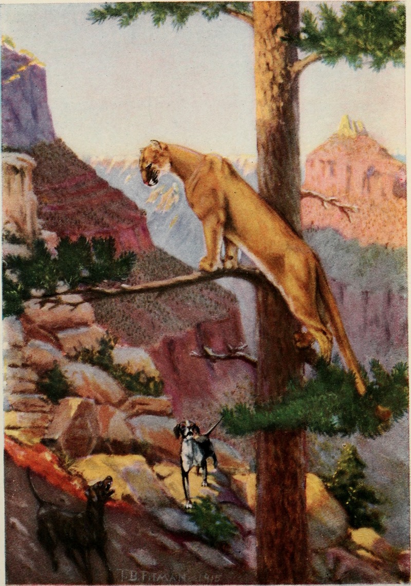 cougar (Puma concolor); DISPLAY FULL IMAGE.