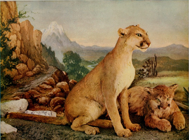 cougar (Puma concolor); DISPLAY FULL IMAGE.