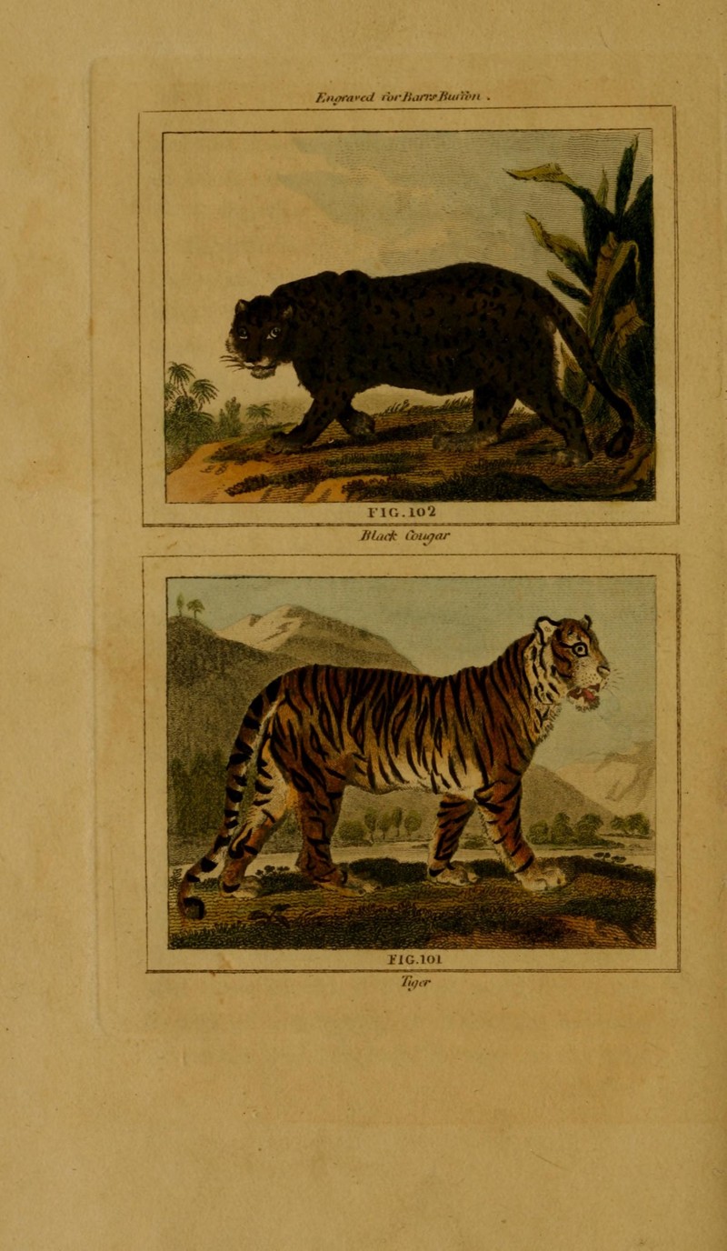 cougar (Puma concolor), tiger (Panthera tigris); DISPLAY FULL IMAGE.