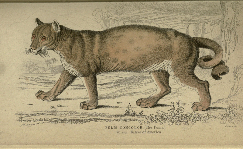 cougar (Puma concolor); DISPLAY FULL IMAGE.