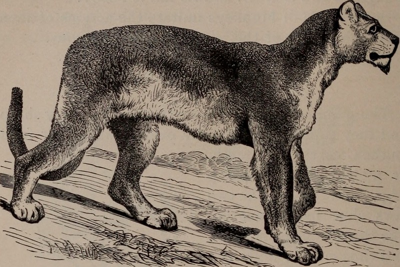 cougar (Puma concolor); DISPLAY FULL IMAGE.