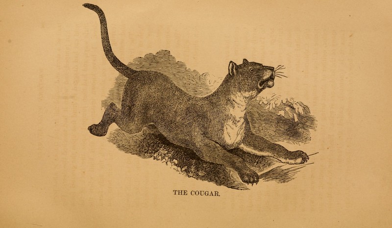 cougar (Puma concolor); DISPLAY FULL IMAGE.
