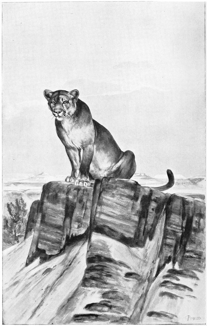 cougar (Puma concolor); DISPLAY FULL IMAGE.