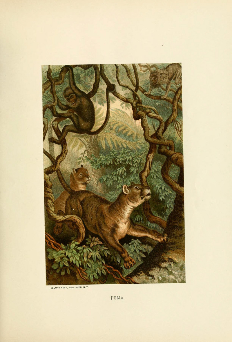 cougar (Puma concolor); DISPLAY FULL IMAGE.